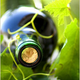 Image for article titled Solution to global climate change: go organic, says Burgundy winemaker